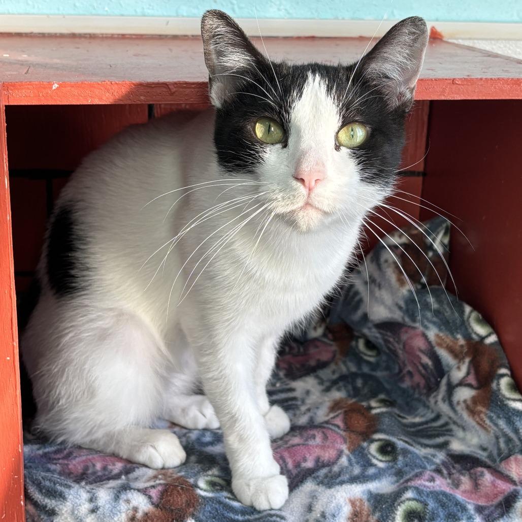 Enlarge Ash, a Adoptable Domestic Short Hair in West Des Moines, IA image 4/5