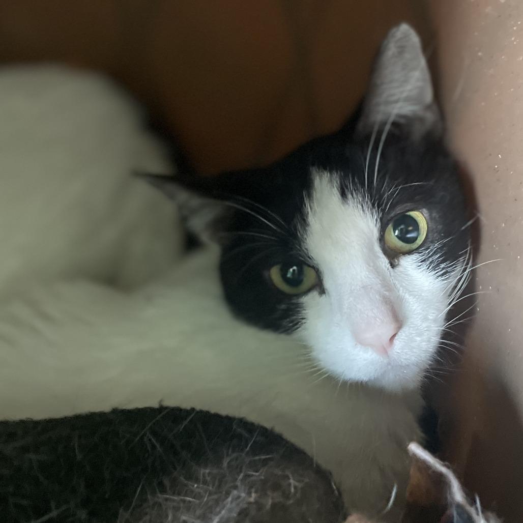 Enlarge Ash, a Adoptable Domestic Short Hair in West Des Moines, IA image 5/5