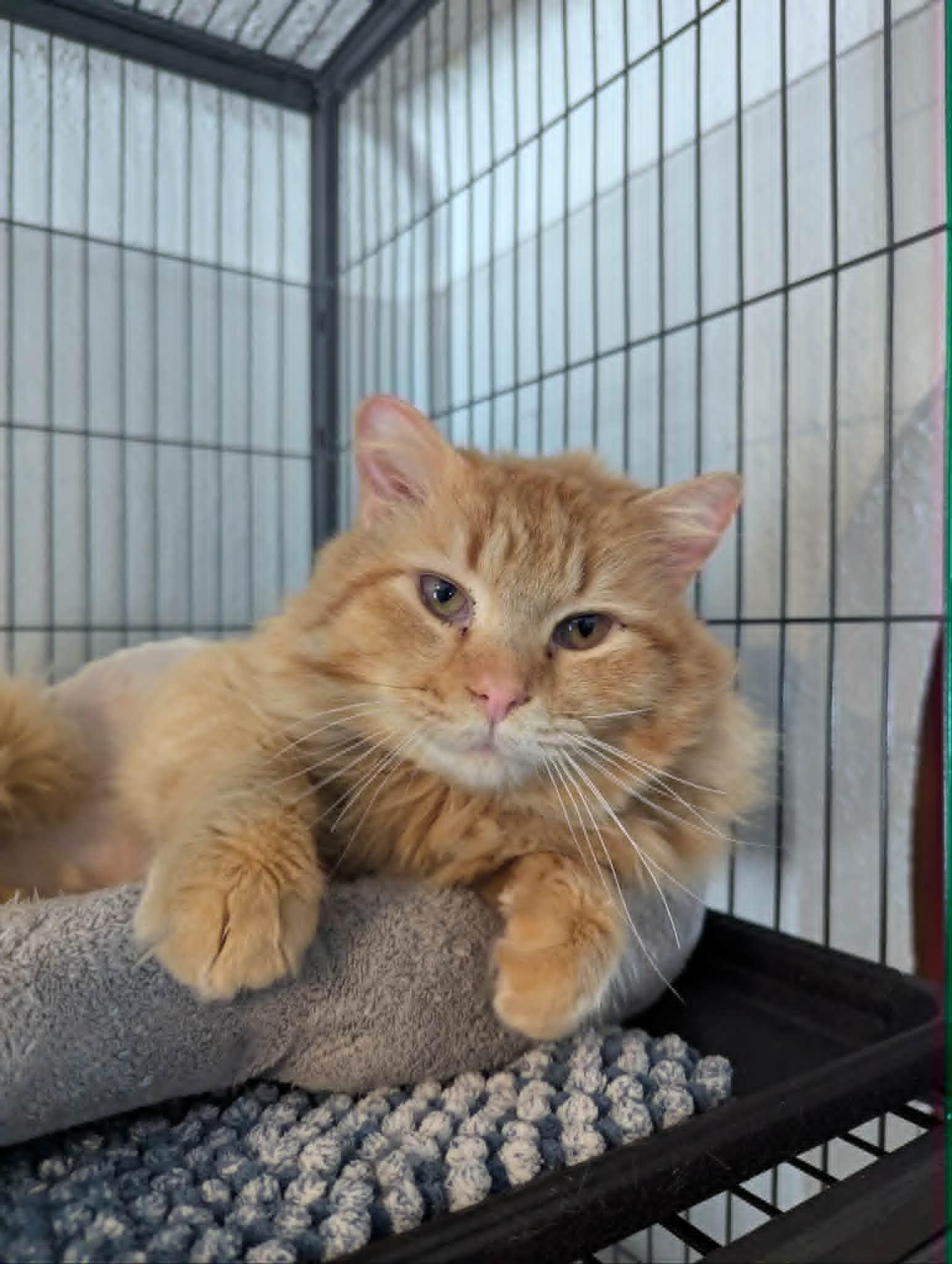 Marley, ADOPTABLE, Adult Male Domestic Long Hair.