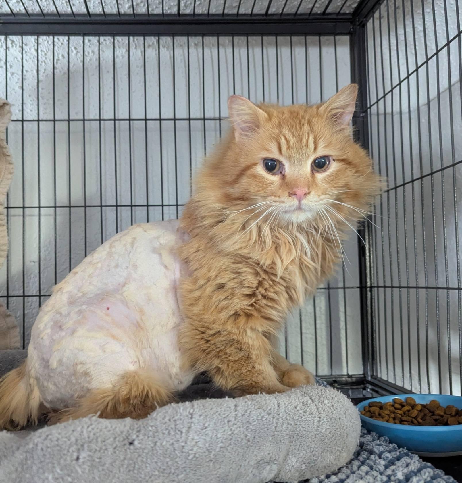 Enlarge Marley, a ADOPTABLE Domestic Long Hair in Little Falls, MN image 2/3