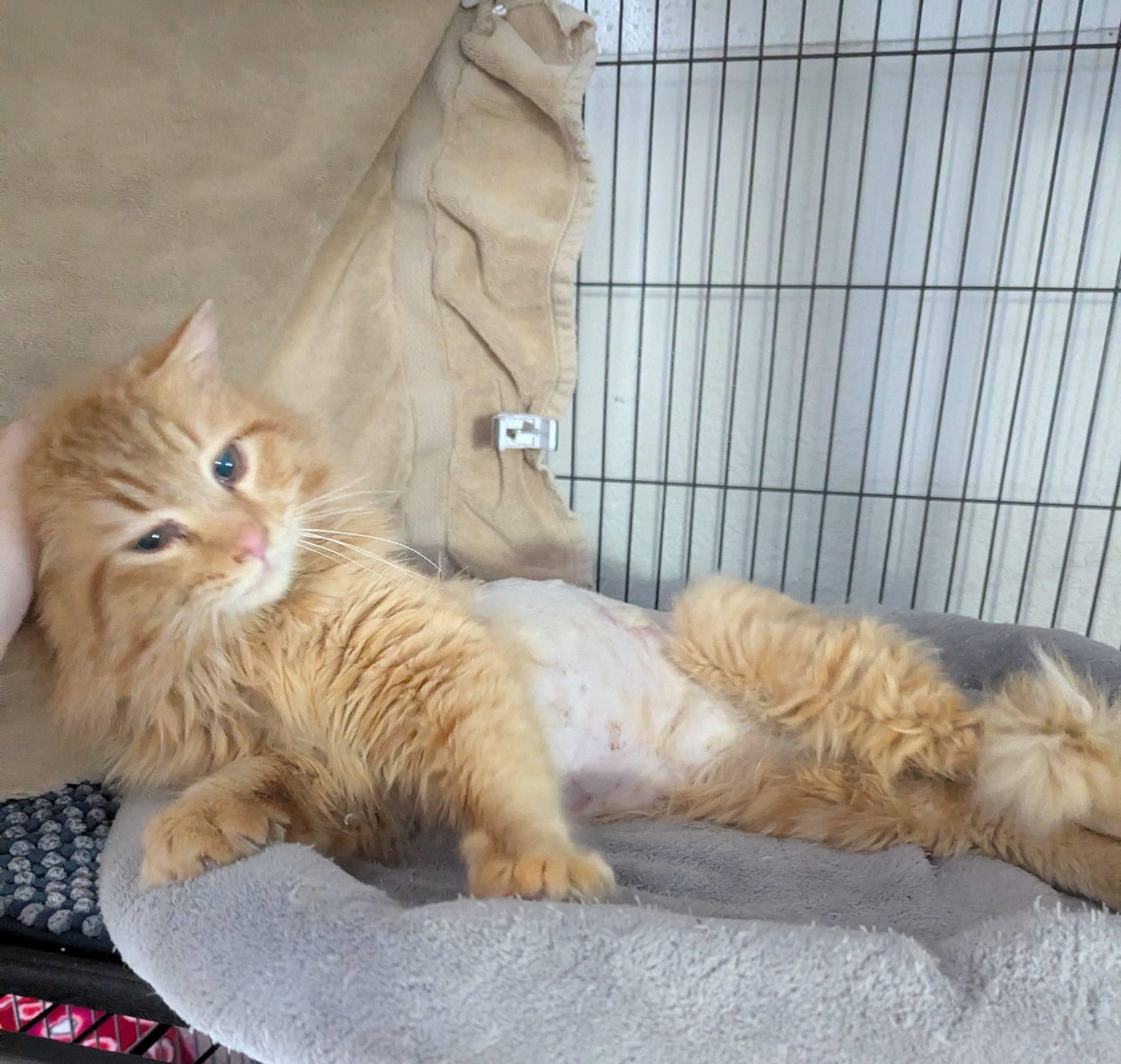 Enlarge Marley, a ADOPTABLE Domestic Long Hair in Little Falls, MN image 3/3