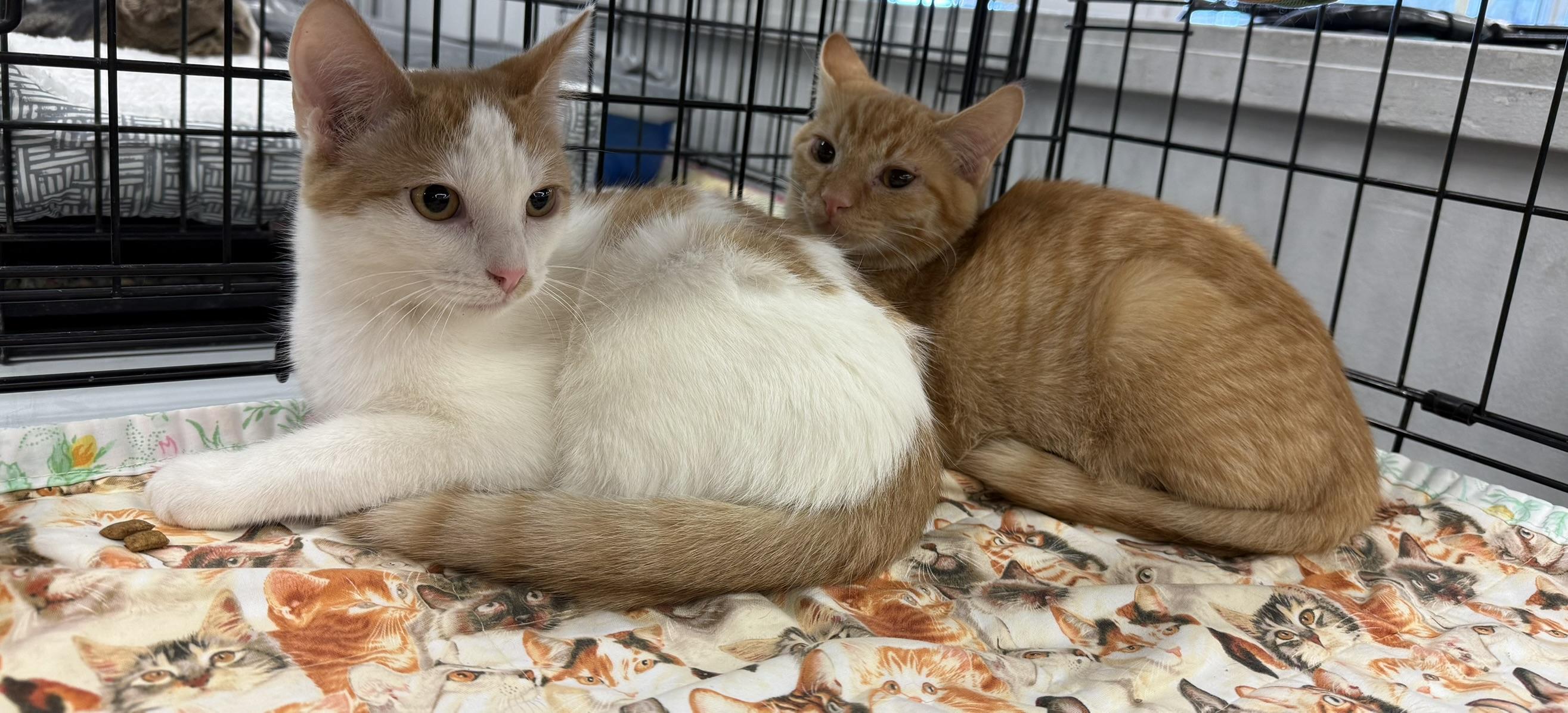 Enlarge SPRUCE, a Adoptable Domestic Short Hair in Lake Ozark, MO image 3/4