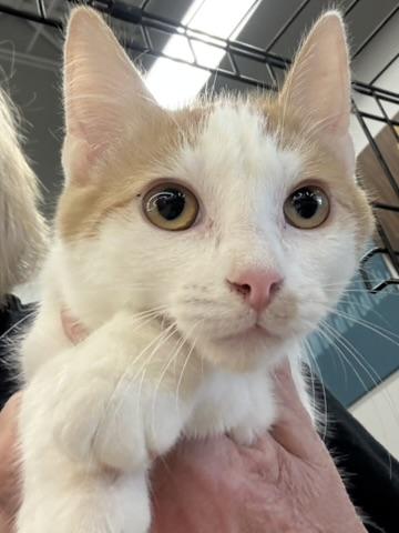 Enlarge SPRUCE, a Adoptable Domestic Short Hair in Lake Ozark, MO image 2/4