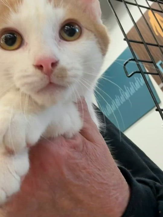 Enlarge SPRUCE, a Adoptable Domestic Short Hair in Lake Ozark, MO video 1/4