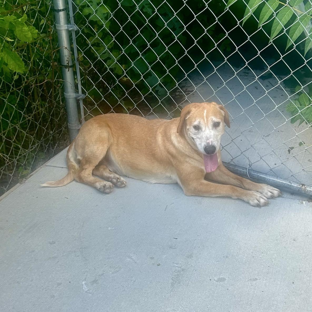 Reba, Adult Female unknown