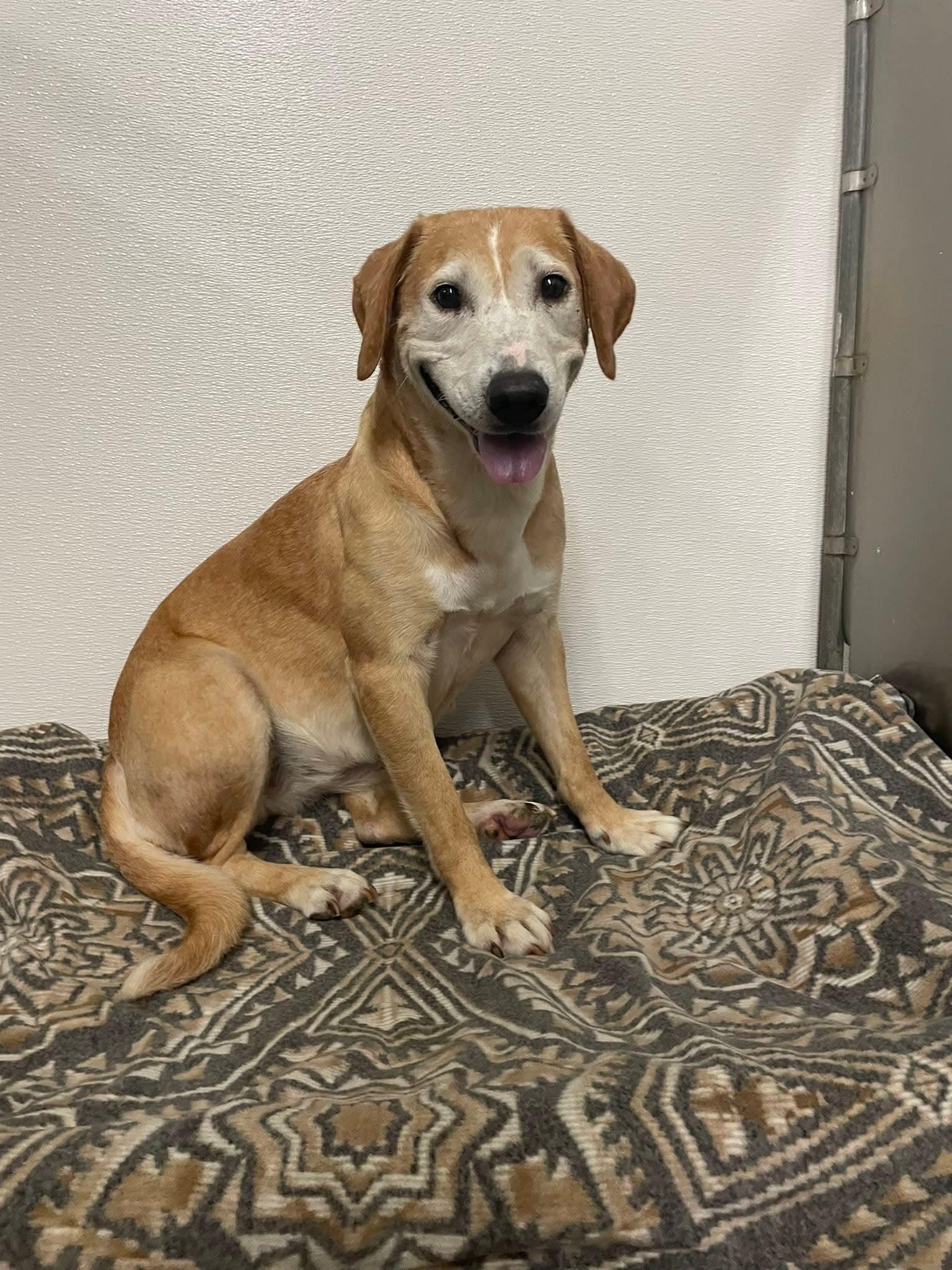 Reba - In Foster, Adoptable, Senior Female Labrador Retriever.