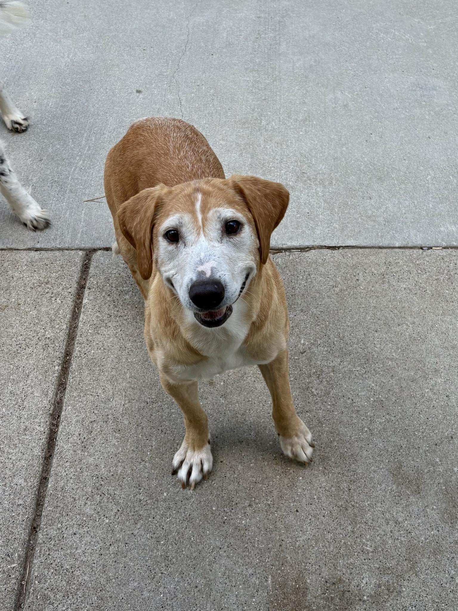 Reba - In Foster, a Adoptable mixed breed in Kalamazoo, MI image 1/6