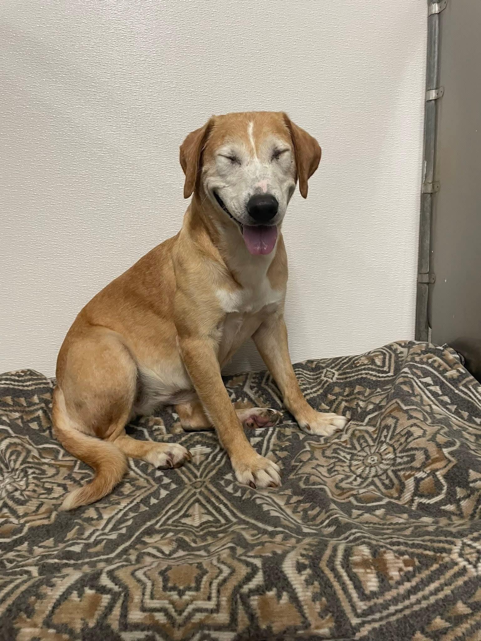 Reba - In Foster, a Adoptable mixed breed in Kalamazoo, MI image 4/6