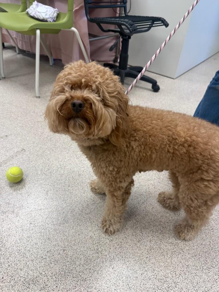 Coco, adopted, Adult Female Miniature Poodle.
