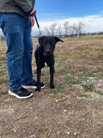 Brand, a Adoptable mixed breed in McCook, NE image 1/3