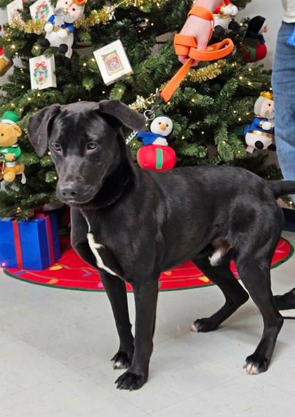 Brand, Adoptable, Adult Male Labrador Retriever & Mixed Breed.