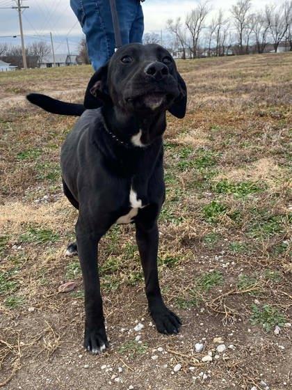 Brand, a Adoptable mixed breed in McCook, NE image 2/3