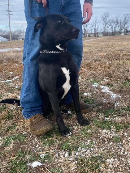 Brand, a Adoptable mixed breed in McCook, NE image 3/3