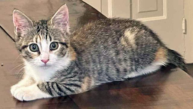 Enlarge SWIFT, a Adoptable Domestic Short Hair in Powder Springs, GA image 1/3