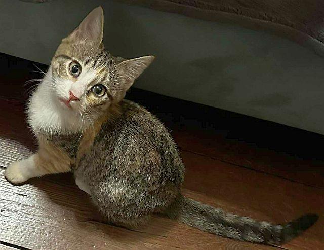 Enlarge SWIFT, a Adoptable Domestic Short Hair in Powder Springs, GA image 2/3