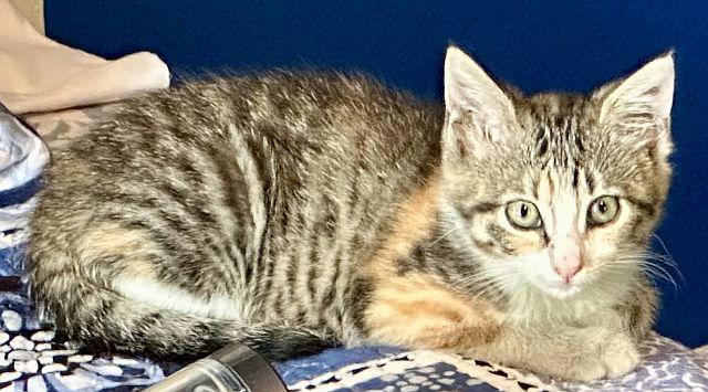 Enlarge SWIFT, a Adoptable Domestic Short Hair in Powder Springs, GA image 3/3