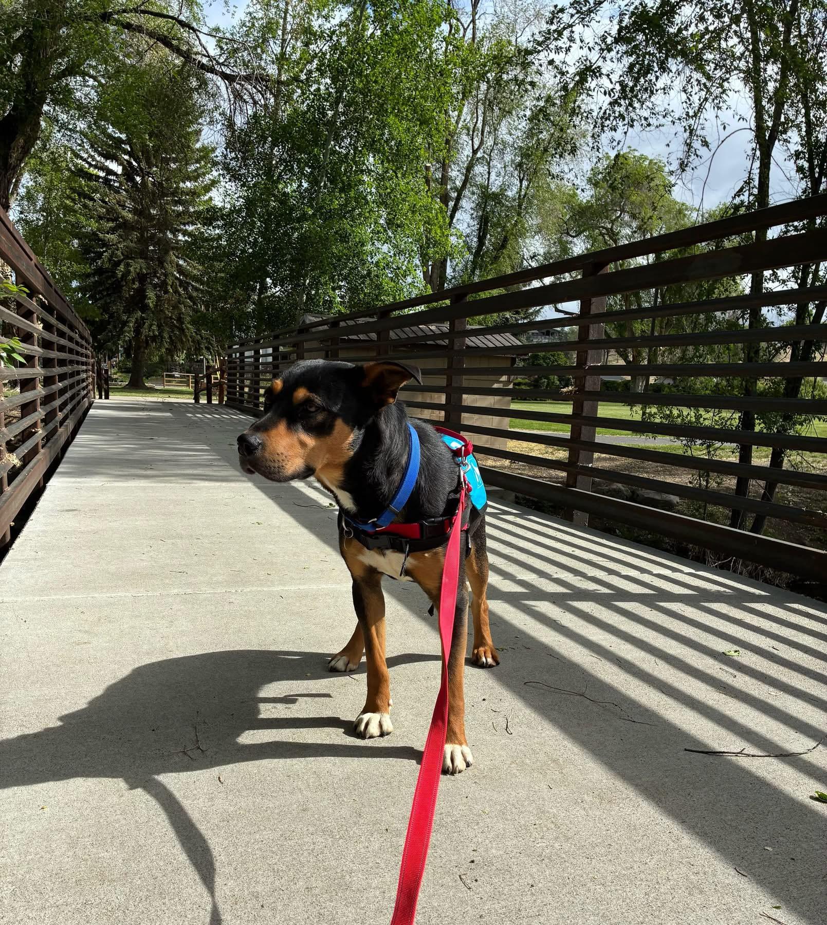 Tuff, a ADOPTABLE mixed breed in Prineville, OR image 3/6