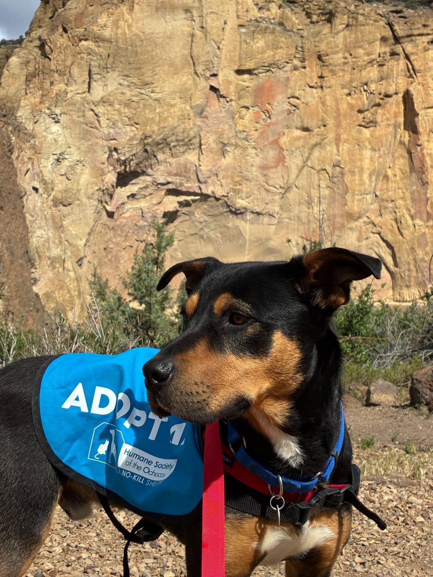 Tuff, a ADOPTABLE mixed breed in Prineville, OR image 2/6
