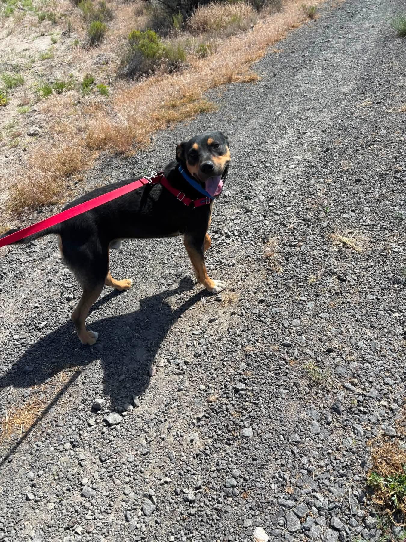 Tuff, a ADOPTABLE mixed breed in Prineville, OR image 6/6
