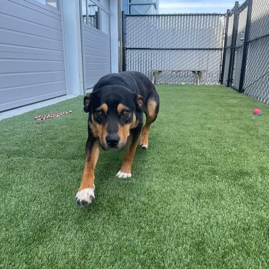 Tuff, ADOPTABLE, Adult Male Rottweiler.