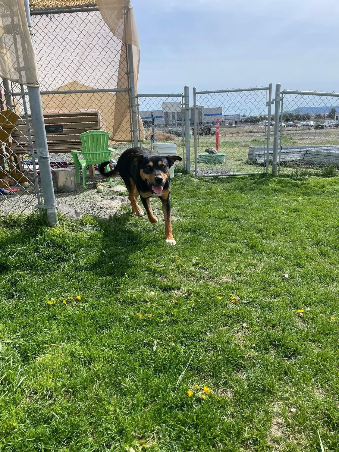 Enlarge Tuff, a ADOPTABLE mixed breed in Prineville, OR image 2/4