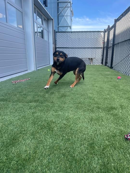 Enlarge Tuff, a ADOPTABLE mixed breed in Prineville, OR image 3/4