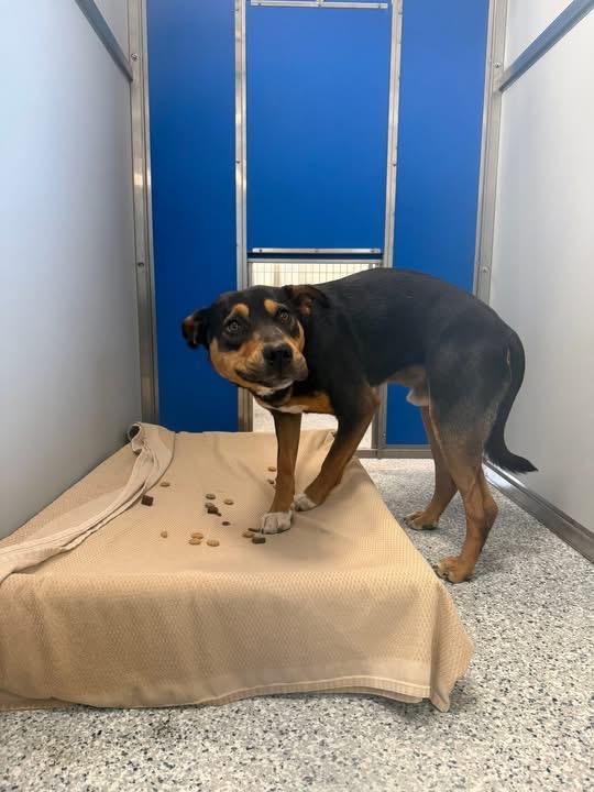 Enlarge Tuff, a ADOPTABLE mixed breed in Prineville, OR image 4/4