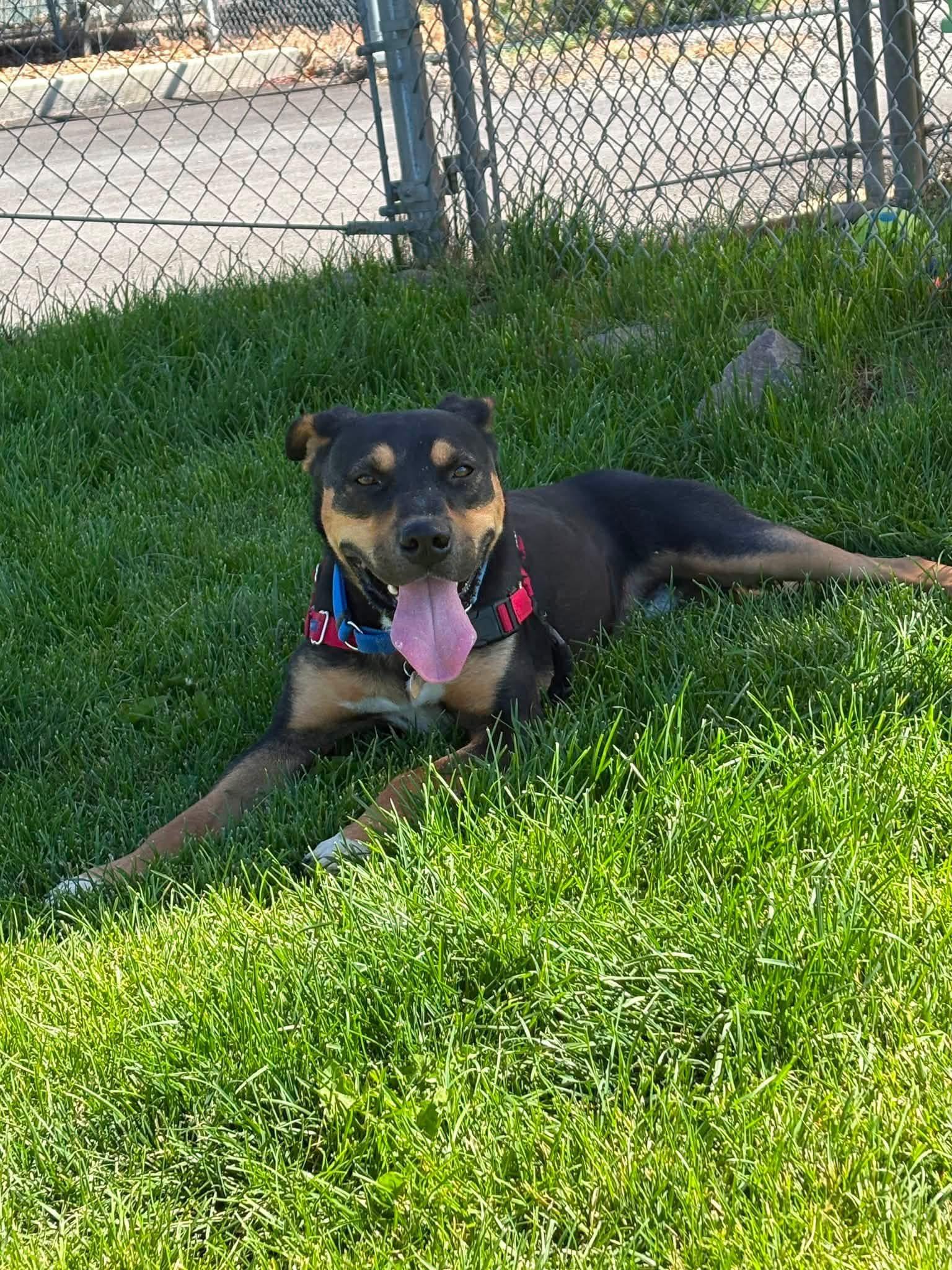 Tuff, a ADOPTABLE mixed breed in Prineville, OR image 4/6