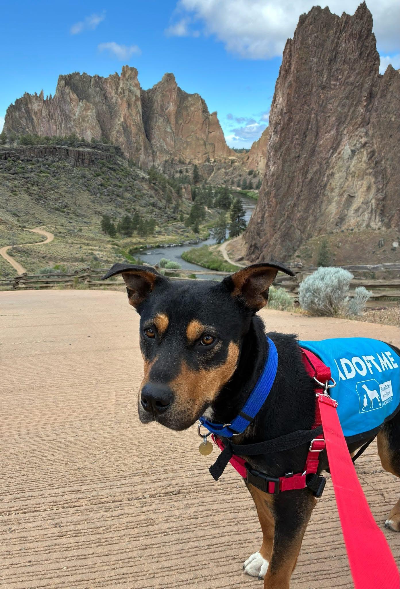 Tuff, ADOPTABLE, Adult Male Rottweiler.