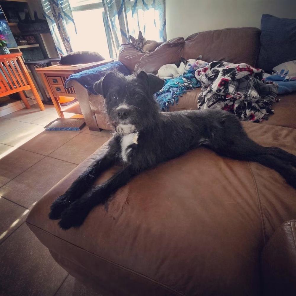Oreo, a Adoptable mixed breed in Orlando, FL image 1/6