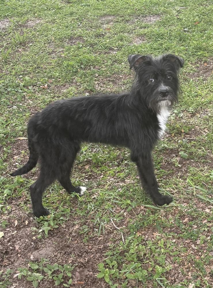 Oreo, a Adoptable mixed breed in Orlando, FL image 2/6