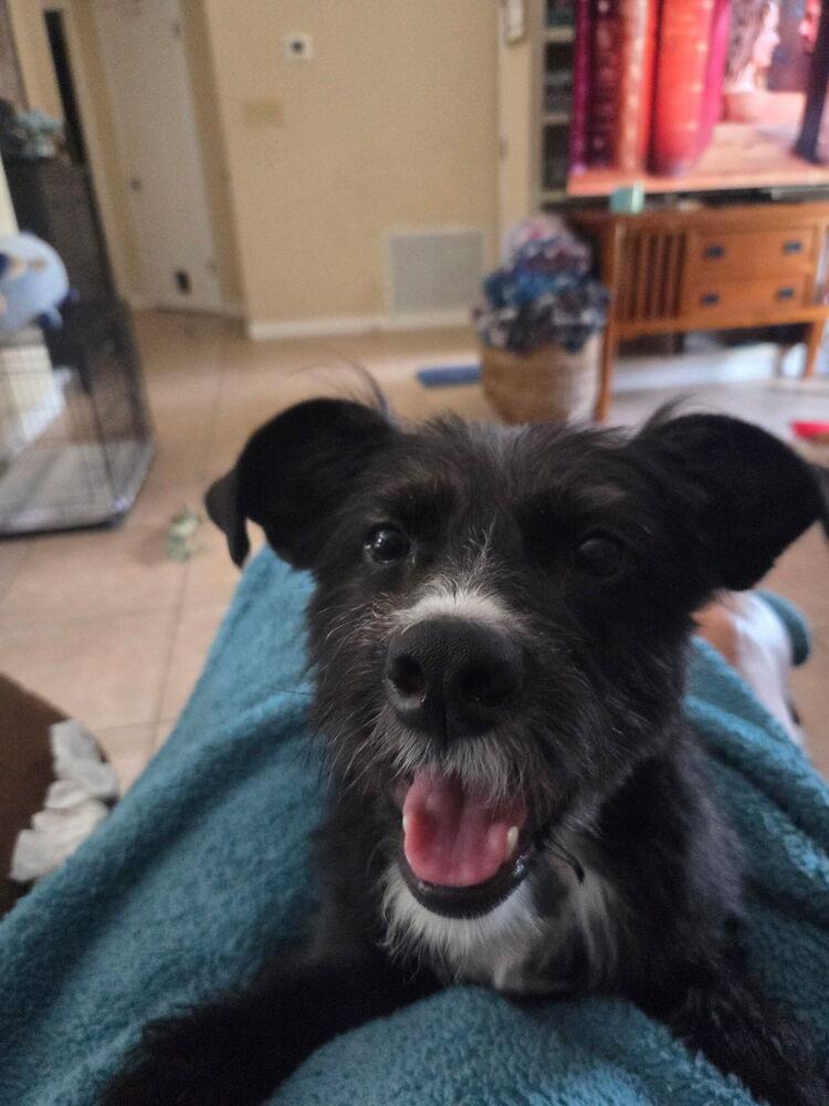 Oreo, a Adoptable mixed breed in Orlando, FL image 3/6