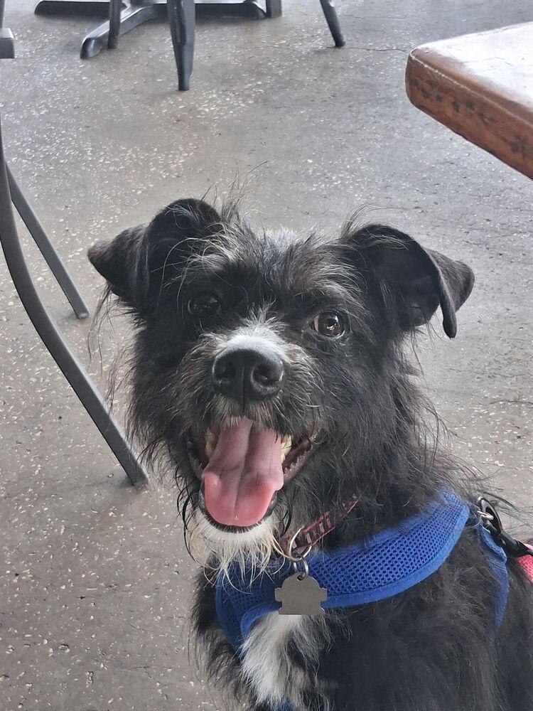 Oreo, a Adoptable mixed breed in Orlando, FL image 4/6