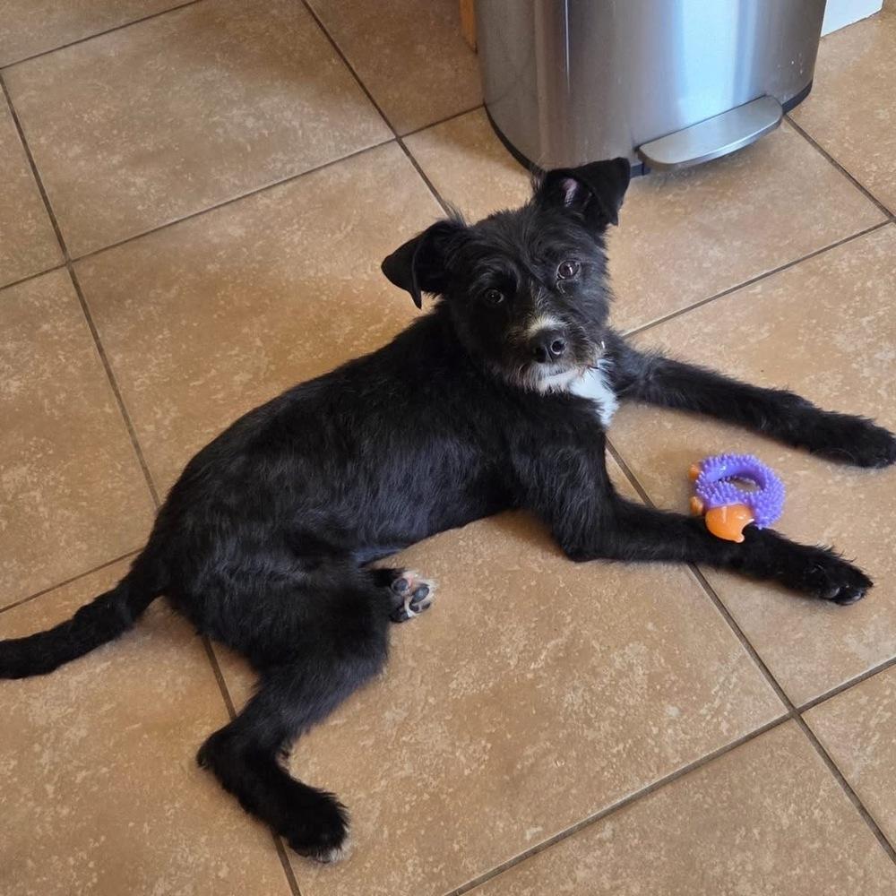 Oreo, a Adoptable mixed breed in Orlando, FL image 5/6
