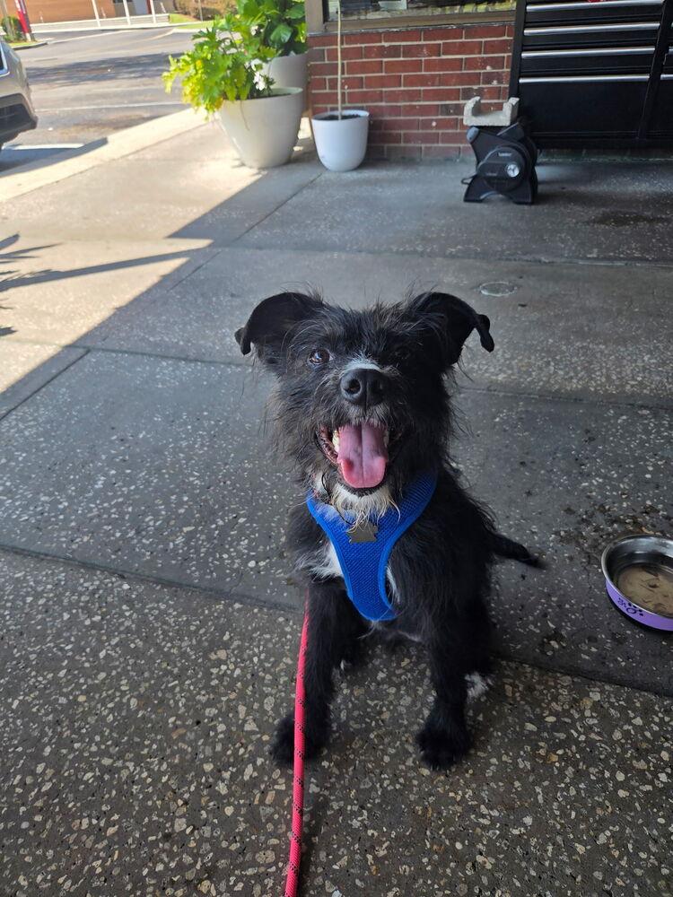Oreo, a Adoptable mixed breed in Orlando, FL image 6/6
