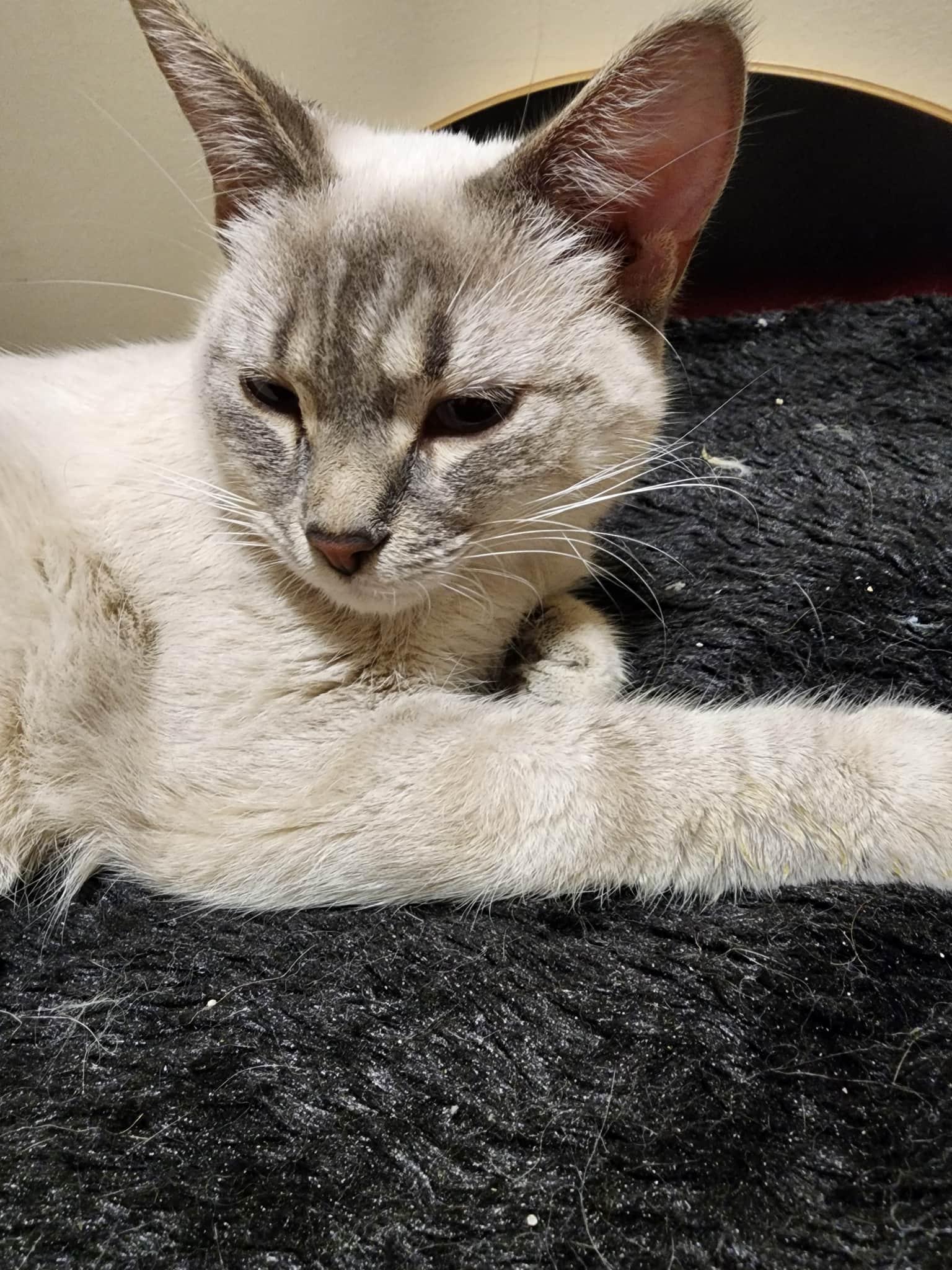 Mochi, a ADOPTABLE Siamese in Winnipeg, MB image 1/4