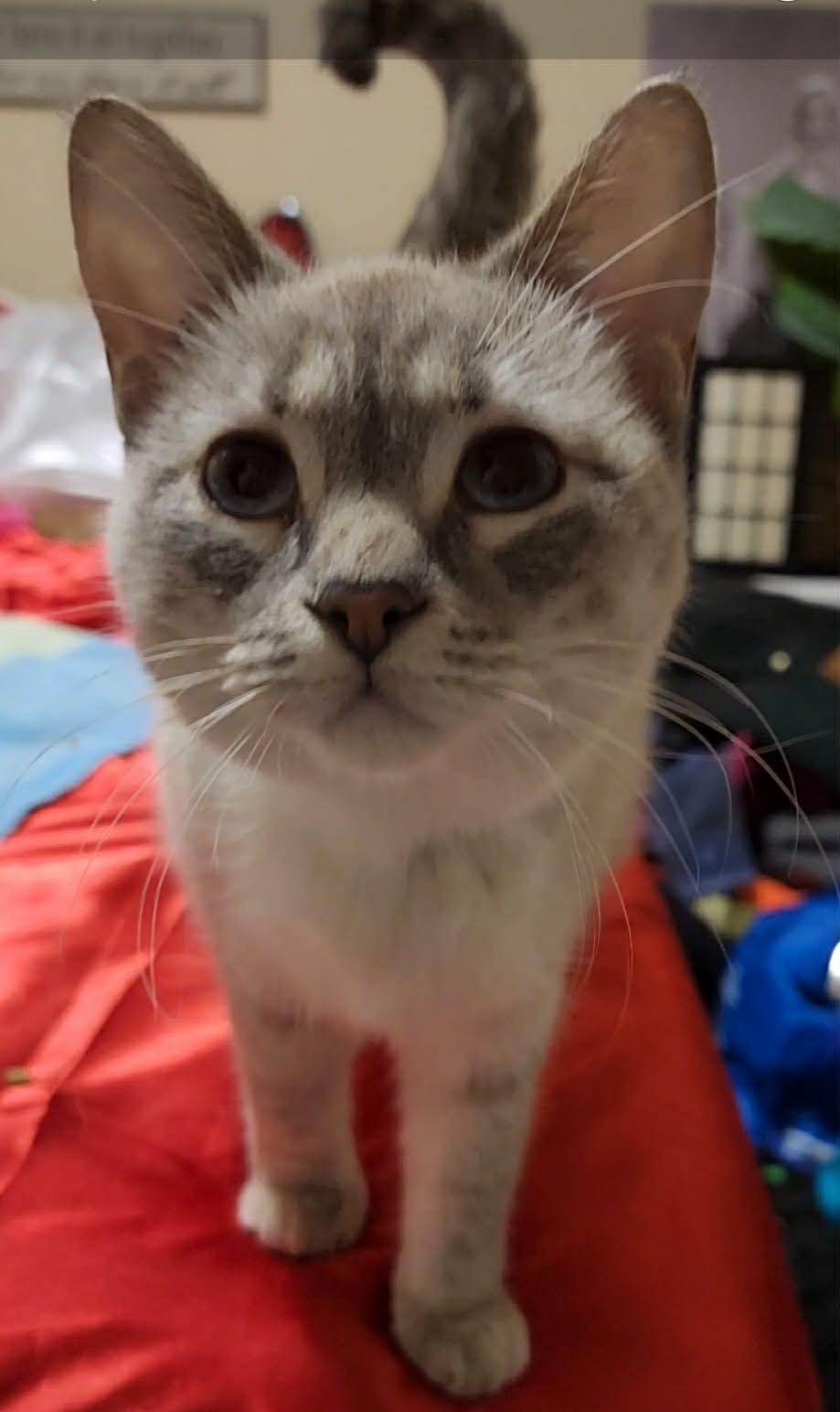 Mochi, a ADOPTABLE Siamese in Winnipeg, MB image 2/4