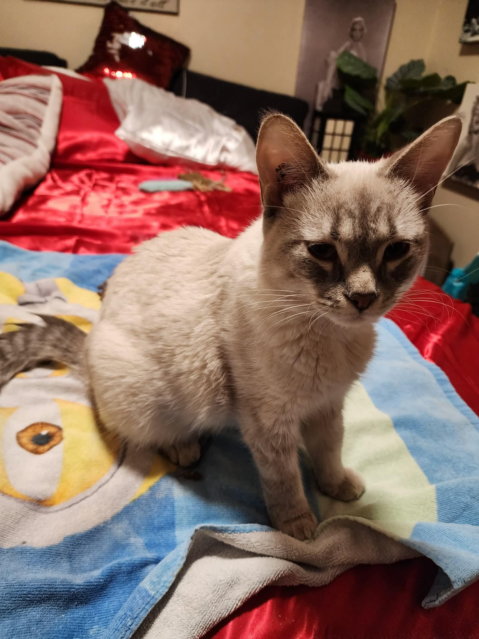 Mochi, a ADOPTABLE Siamese in Winnipeg, MB image 3/4