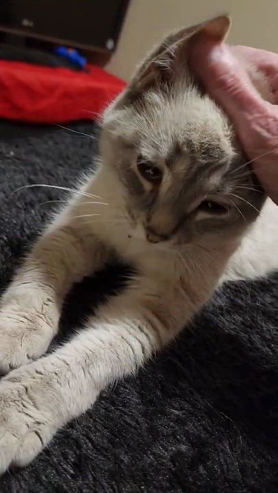 Enlarge Mochi, a ADOPTABLE Siamese in Winnipeg, MB video 4/4