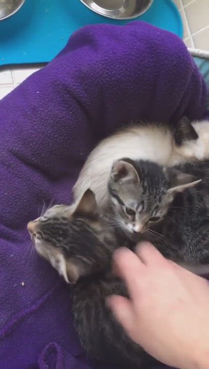 Enlarge Porcha, a Adopted mixed breed in Sacramento, CA video 6/11