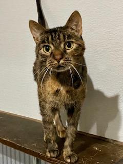 Enlarge Cassia, a ADOPTABLE American Shorthair in Fredericksburg, OH image 2/5