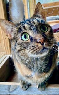 Cassia, ADOPTABLE, Adult Female American Shorthair.