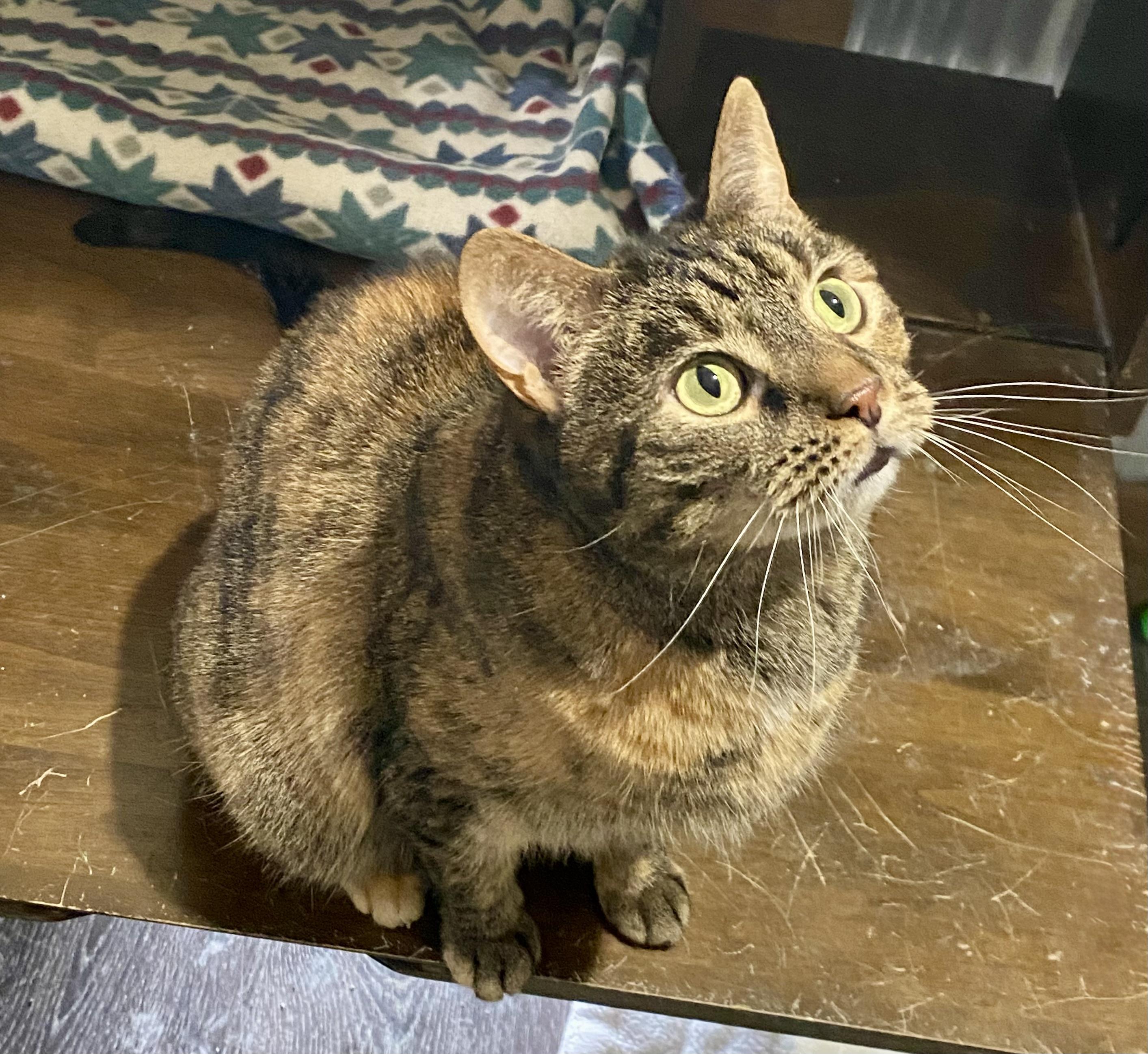 Enlarge Cassia, a ADOPTABLE American Shorthair in Fredericksburg, OH image 5/5