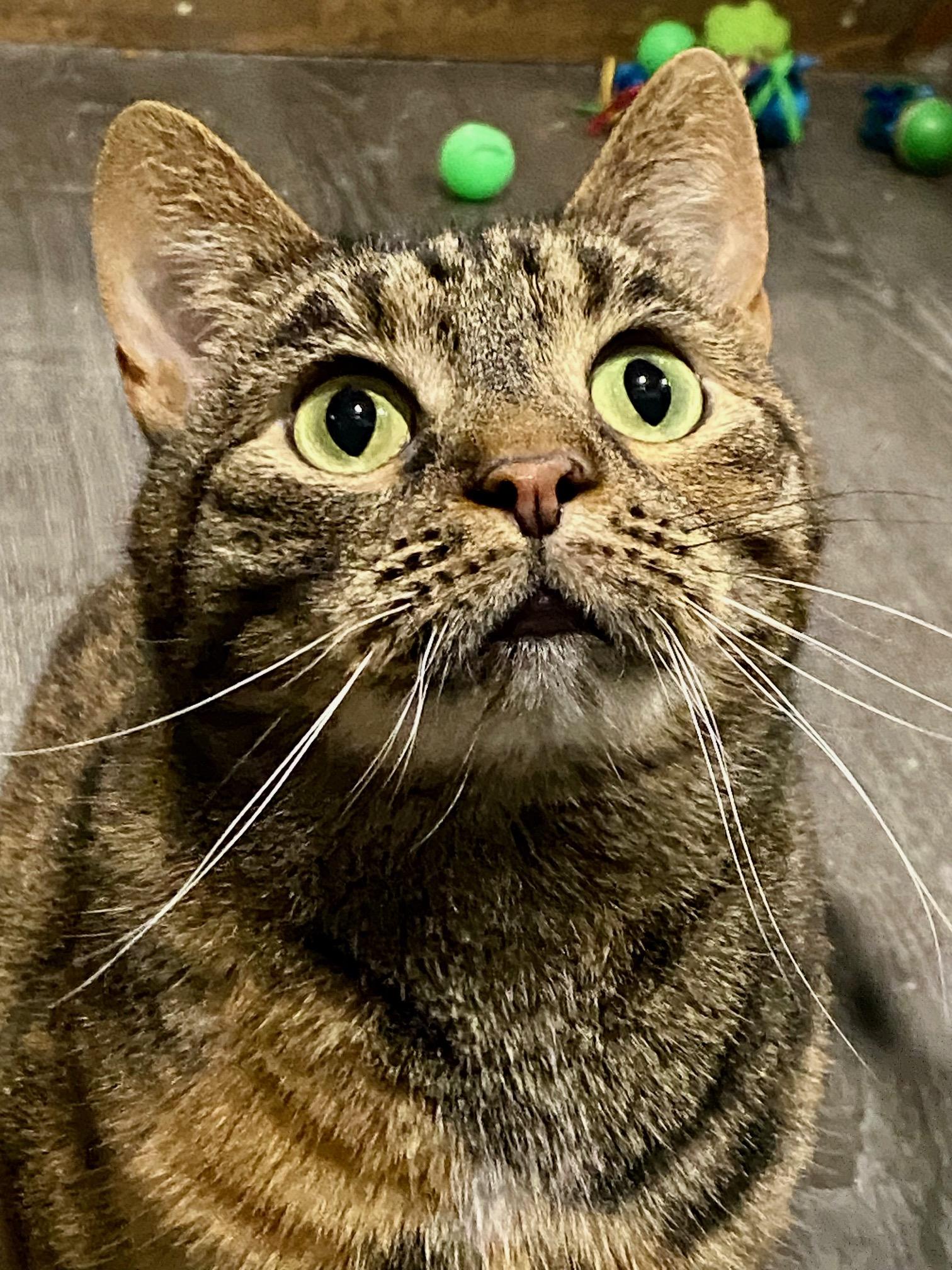 Enlarge Cassia, a ADOPTABLE American Shorthair in Fredericksburg, OH image 4/5