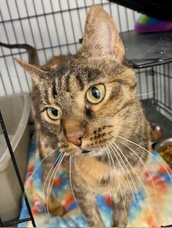Enlarge Cassia, a ADOPTABLE American Shorthair in Fredericksburg, OH image 3/5