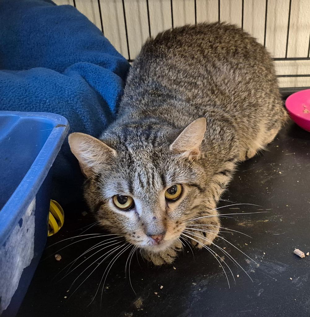 Kitty (aka Scott), Adoptable, Adult Male Domestic Short Hair.