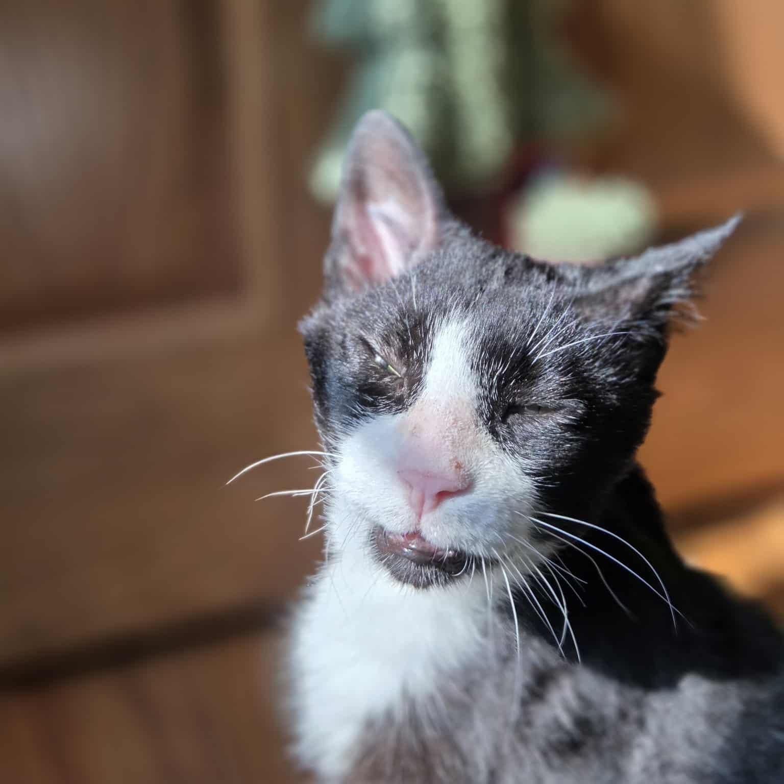 Walter, a Adoptable mixed breed in Chicago, IL image 3/6