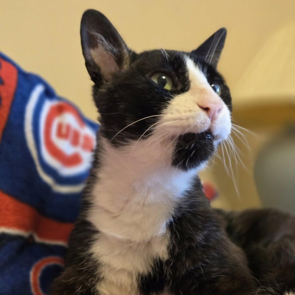 Walter, a Adoptable mixed breed in Chicago, IL image 5/6