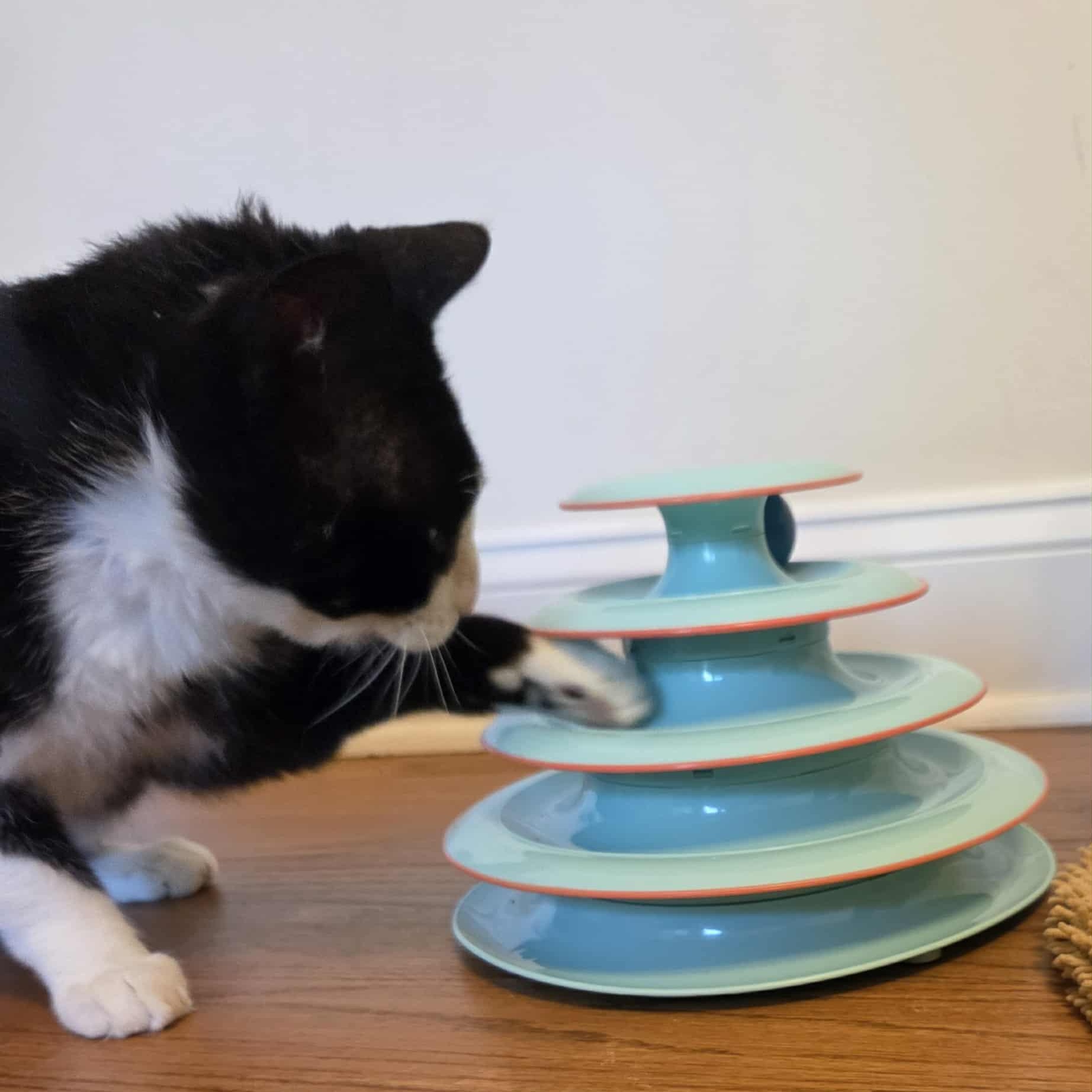 Walter, a Adoptable mixed breed in Chicago, IL image 2/6