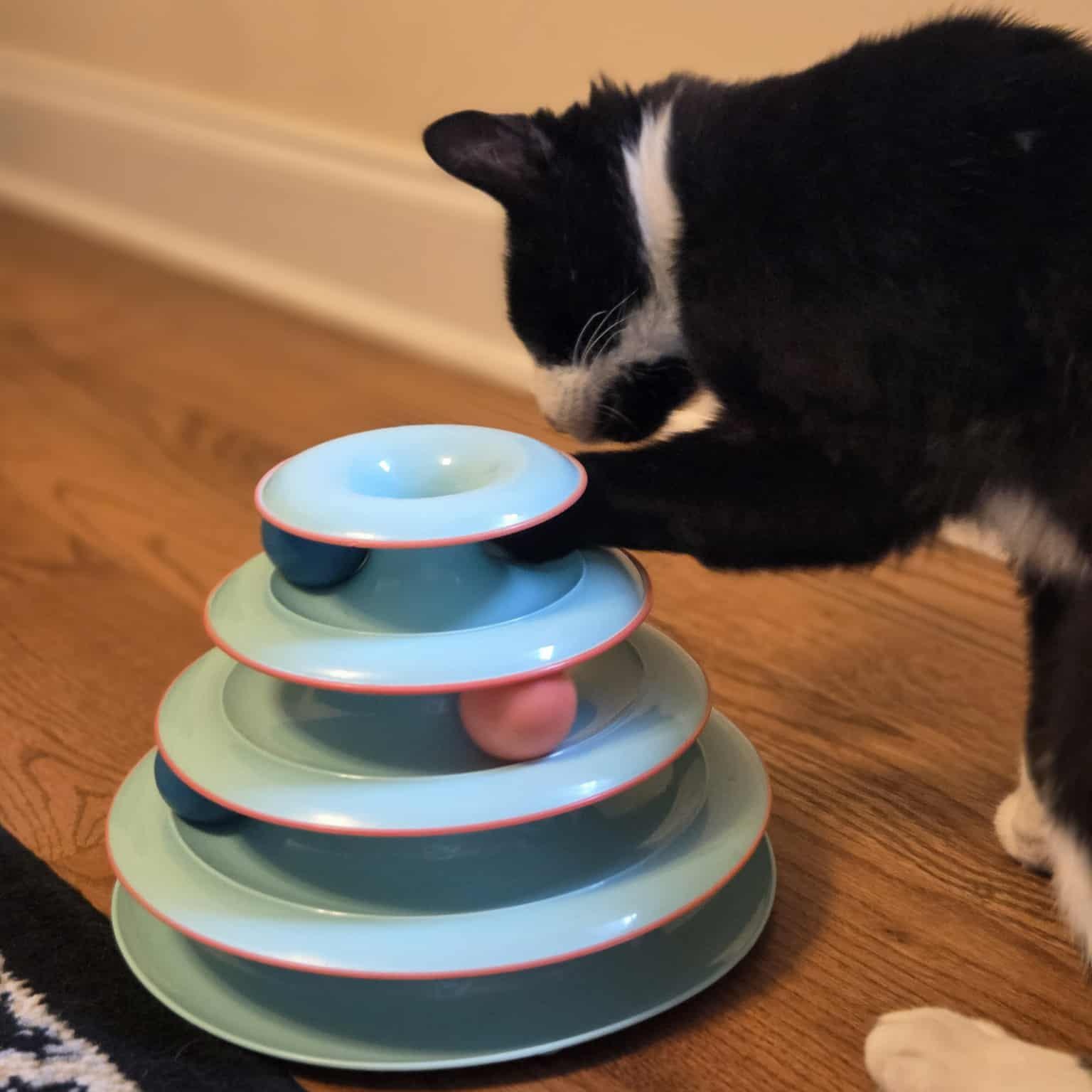 Walter, a Adoptable mixed breed in Chicago, IL image 4/6